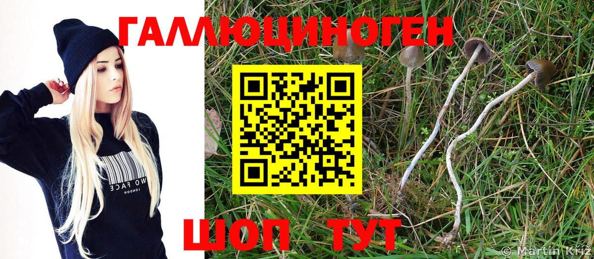 Псилоцибиновые грибы Psilocybe Наро-Фоминск